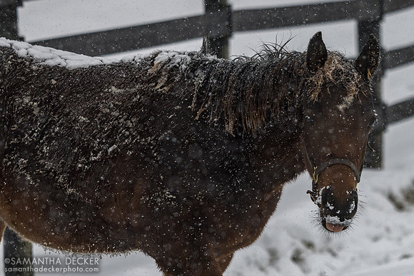 2025 Uncle Mo - Lady Scarlet filly, , Thirty Year Farm, Saratoga Springs, NY