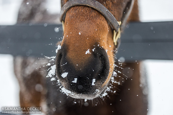 Weanling, Thirty Year Farm, Saratoga Springs, NY, 2025
