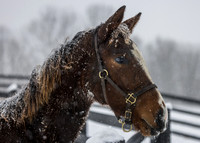 2025 Munnings - Follow the Flag colt, Thirty Year Farm, Saratoga Springs, NY