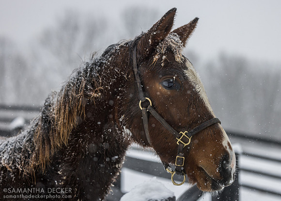 2025 Munnings - Follow the Flag colt, Thirty Year Farm, Saratoga Springs, NY