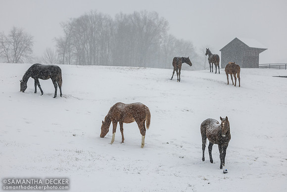 , Thirty Year Farm, Saratoga Springs, NY, 2025