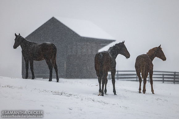 Weanlings, Thirty Year Farm, Saratoga Springs, NY, 2025