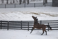 Big Mar, Thirty Year Farm, Saratoga Springs, NY, 2025
