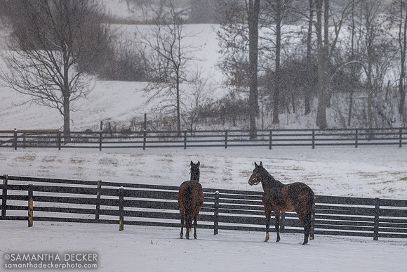 Constance and Big Mar, Thirty Year Farm, Saratoga Springs, NY, 2025