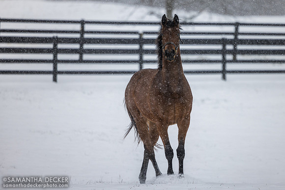 Big Mar, Thirty Year Farm, Saratoga Springs, NY, 2025