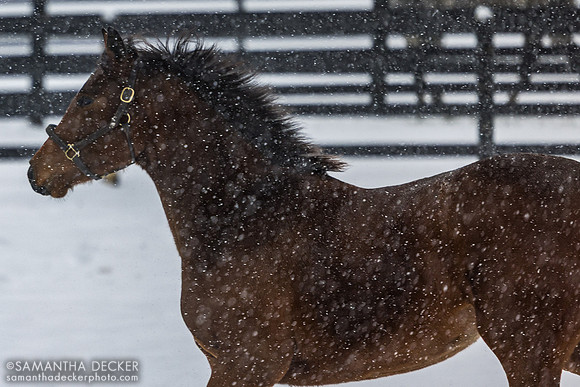 Big Mar, Thirty Year Farm, Saratoga Springs, NY, 2025