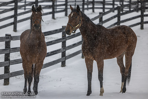 Constance and Big Mar, Thirty Year Farm, Saratoga Springs, NY, 2025