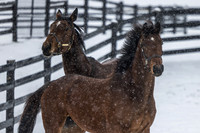 Constance and Big Mar, Thirty Year Farm, Saratoga Springs, NY, 2025