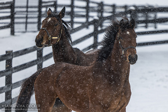 Constance and Big Mar, Thirty Year Farm, Saratoga Springs, NY, 2025