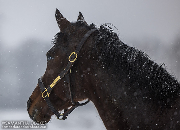 Golden Ghost, Thirty Year Farm, Saratoga Springs, NY, 2025