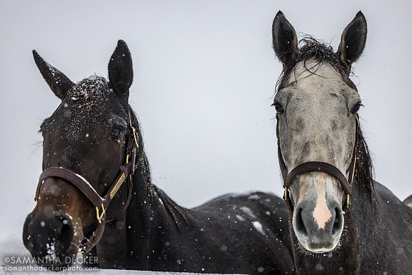 Yanira and Happy Talk, Thirty Year Farm, Saratoga Springs, NY, 2025
