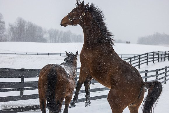 Constance and Big Mar, Thirty Year Farm, Saratoga Springs, NY, 2025