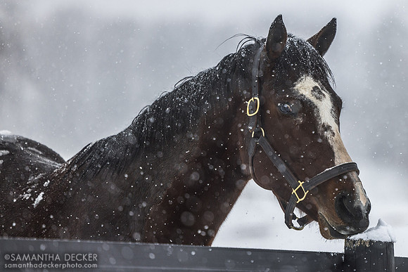 Golden Ghost, Thirty Year Farm, Saratoga Springs, NY, 2025