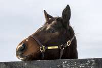 2025 Galilean - Acushla colt