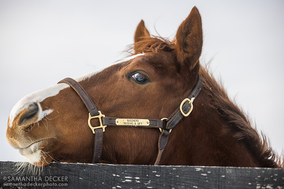 2025 Bucchero - Receive a Gift colt