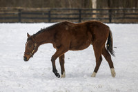 2025 Bucchero - Athenian colt (half-brother to grade 1 winner Argos)