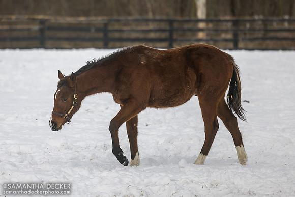 2025 Bucchero - Athenian colt (half-brother to grade 1 winner Argos)