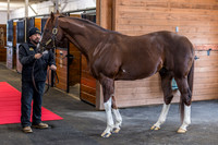 Bucchero