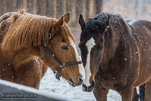 Red Down South and Bold Illusion, Old Friends at Cabin Creek, Greenfield, NY, 2025