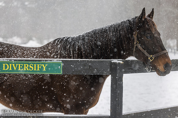 Diversify, Old Friends at Cabin Creek, Greenfield, NY, 2025