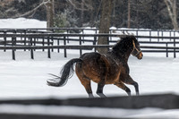 King Congie, Old Friends at Cabin Creek, Greenfield, NY, 2025