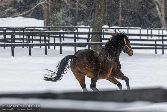 King Congie, Old Friends at Cabin Creek, Greenfield, NY, 2025