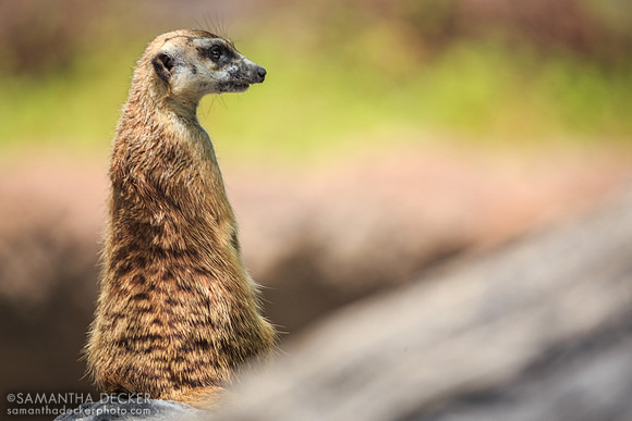 Meerkat, Pangani Forest Exploration Trail, Disney's Animal Kingdom