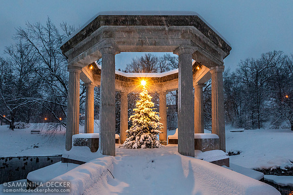 Congress Park Christmas Tree, Saratoga, 2019