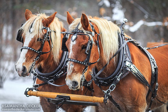 Frost Faire, Saratoga Battlefield, 2015