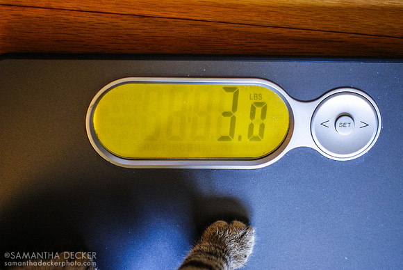 Weigh-In