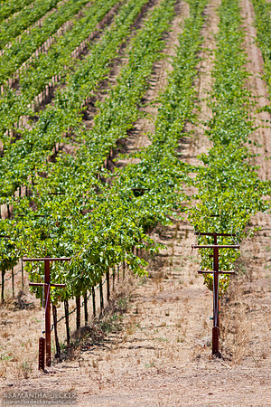 Rubicon Estates (Now Inglenook Winery), Napa Valley, CA