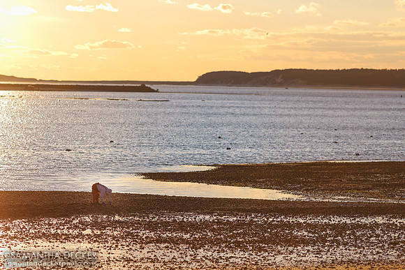 Mayo Beach, Wellfleet, Cape Cod