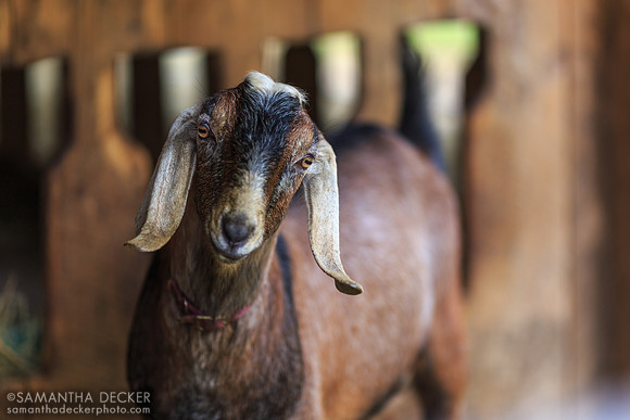 Goats at Hildene Farms, Manchester, VT