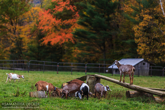 Goats at Hildene Farms, Manchester, VT
