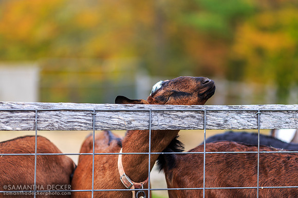 Goats at Hildene Farms, Manchester, VT