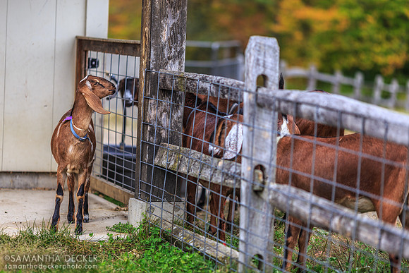 Goats at Hildene Farms, Manchester, VT
