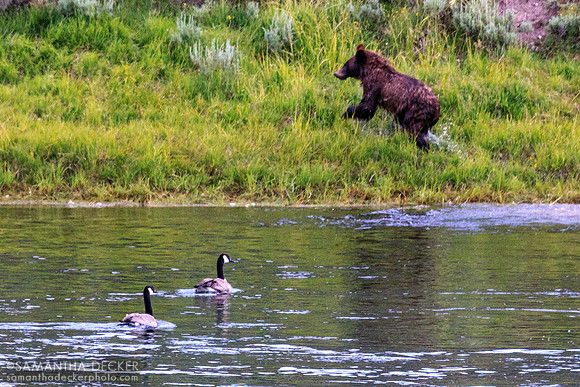 Grizzly Bear Frolicking by the River, Yellowstone National Park
