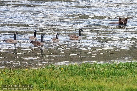Grizzly Bear and Geese, Yellowstone National Park