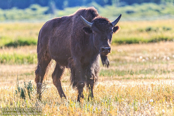 Bison, Grand Teton National Park