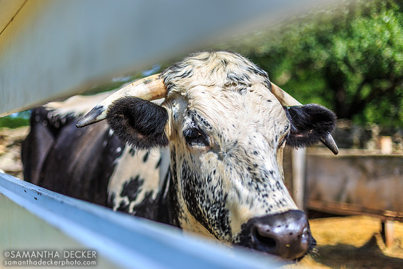 Cow, Old Sutrbridge Village, MA