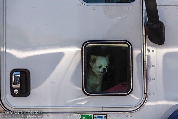 A Dog Peeking Out a Truck Window, Napa Valley, CA