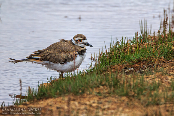 Small Bird at Tuolumne Meadows, Yosemite National Park