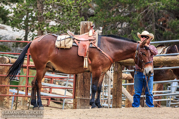 Horse and Rancher, Yosemite National Park