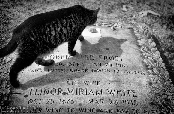 A Cat Explores Robert Frost's Grave, Old First Church Cemetery, Bennington, VT