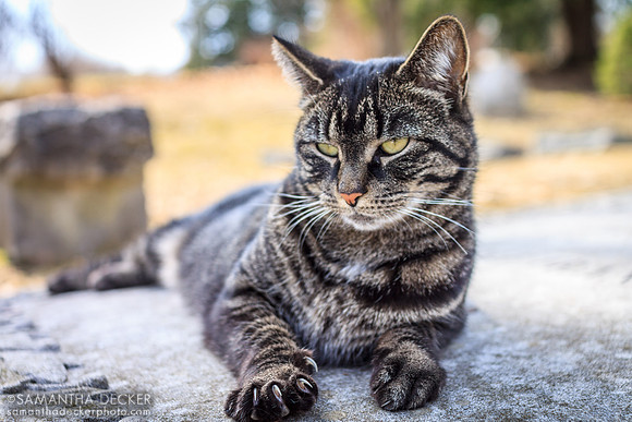 A Cat Sits on a Grave, Old First Church Cemetery, Bennington, VT