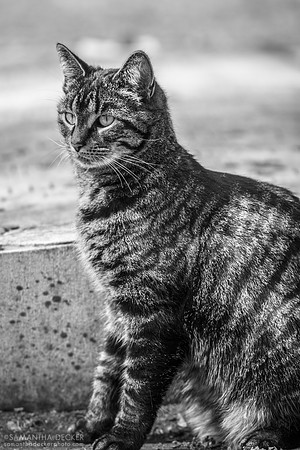 A Cat Explores Old First Church Cemetery, Bennington, VT