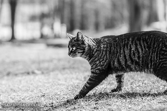 A Cat Explores Old First Church Cemetery, Bennington, VT