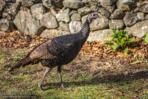 Turkey in Orleans, MA