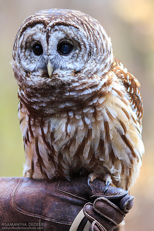 Adirondack Wildlife Refuge