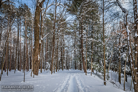 A Snowy Path in Saratoga Spa State Park